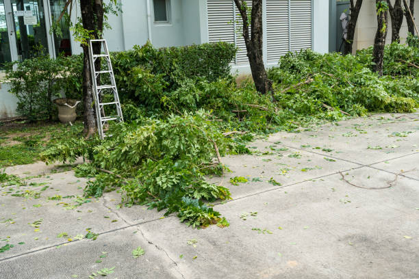 Tree Branch Trimming in Lawton, OK